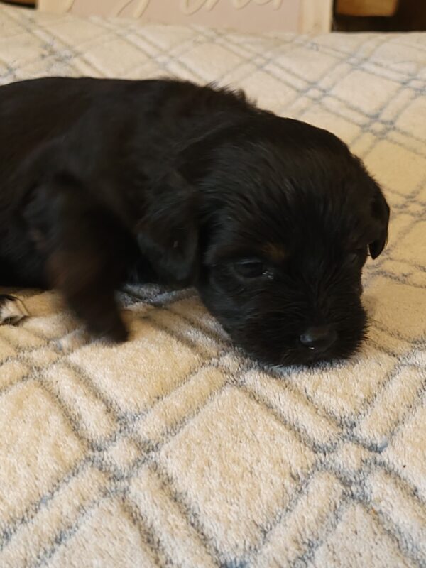 Polly's Male #4 Born 4/1/25 $2275 - Image 4