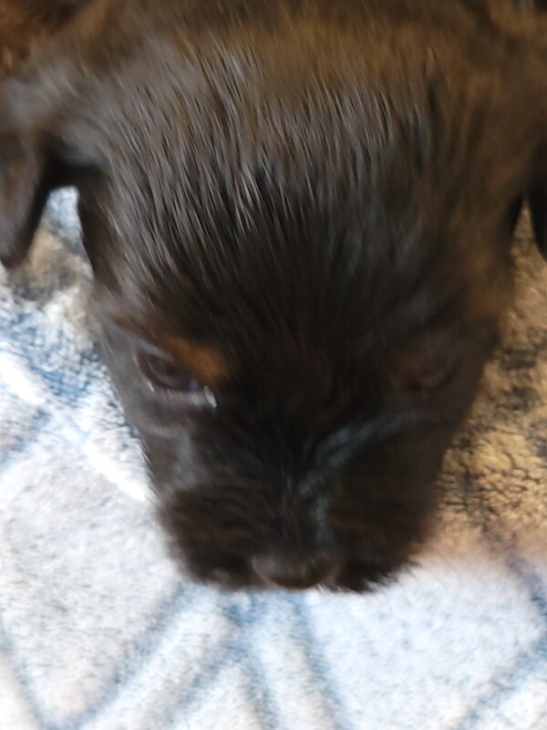 Polly's Male #4 Born 4/1/25 $2275 - Image 5
