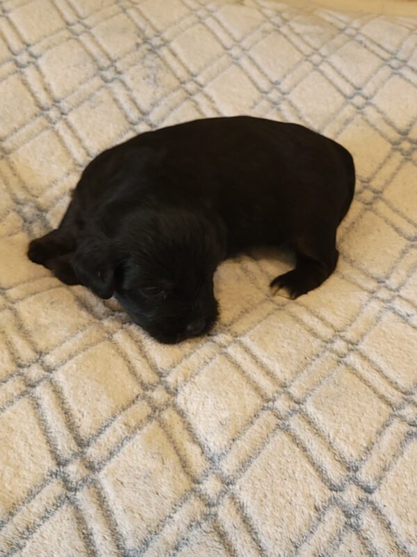 Polly's Male #4 Born 4/1/25 $2275 - Image 6