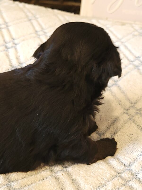 Polly's Male #4 Born 4/1/25 $2275 - Image 7