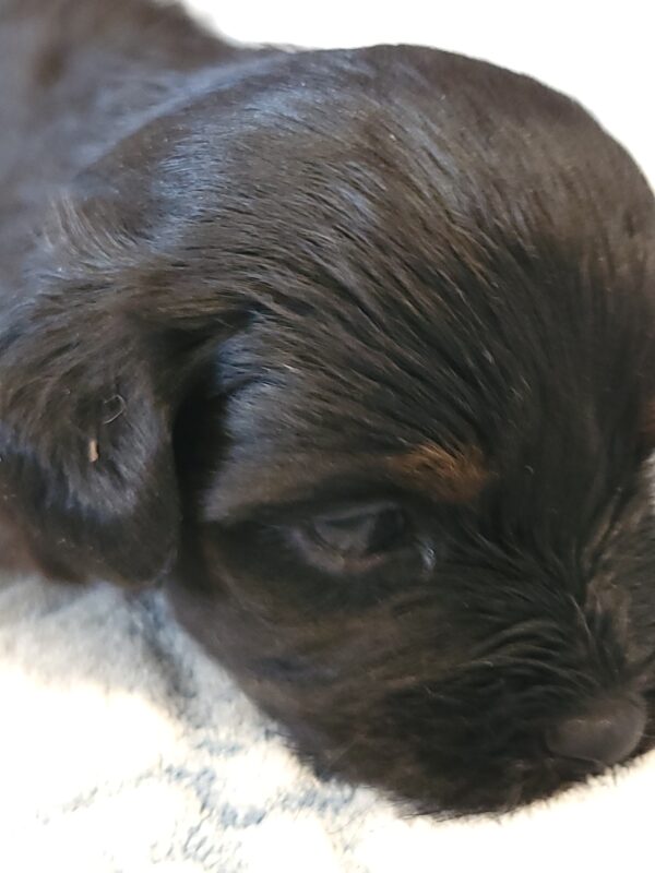 Polly's Male #4 Born 4/1/25 $2275 - Image 8