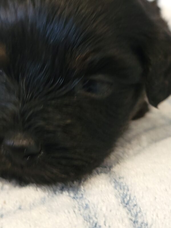 Polly's Male #4 Born 4/1/25 $2275 - Image 9