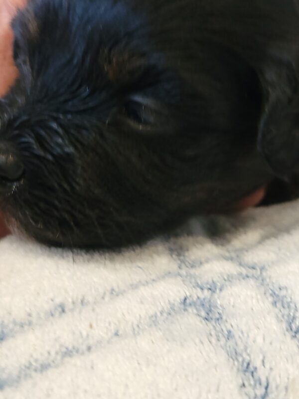 Polly's Male #4 Born 4/1/25 $2275 - Image 10