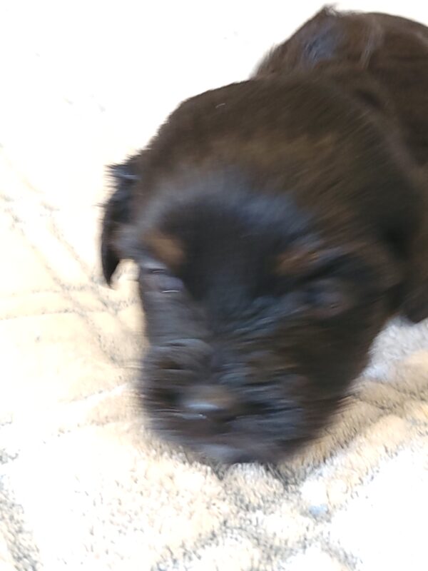 Polly's Male #4 Born 4/1/25 $2275 - Image 11