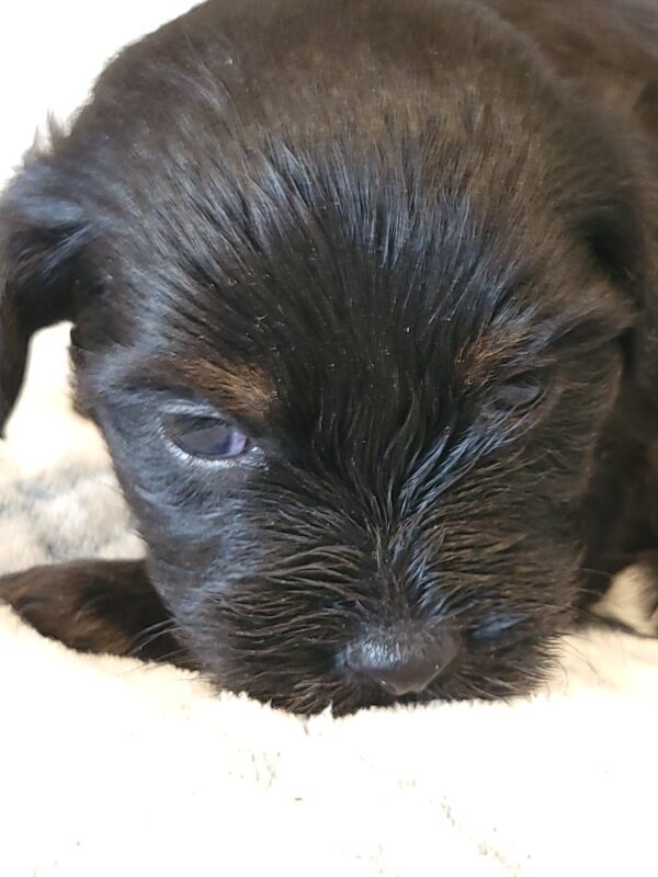 Polly's Male #4 Born 4/1/25 $2275 - Image 12