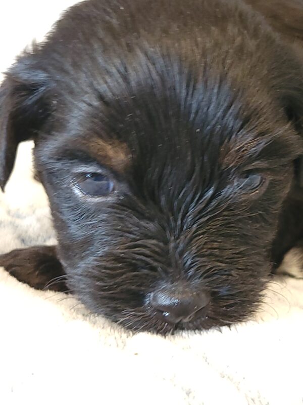 Polly's Male #4 Born 4/1/25 $2275