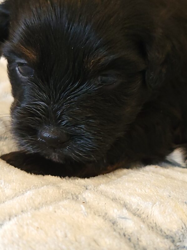 Polly's Male #4 Born 4/1/25 $2275 - Image 14