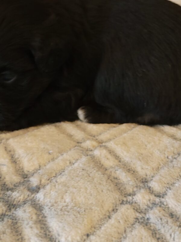 Polly's Male #4 Born 4/1/25 $2275 - Image 15