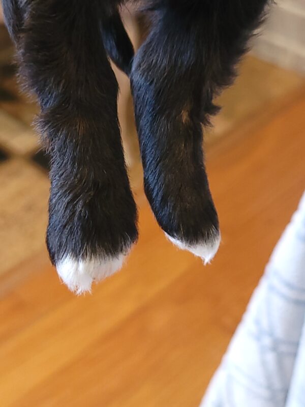 Polly's Male #4 Born 4/1/25 $2275 - Image 18