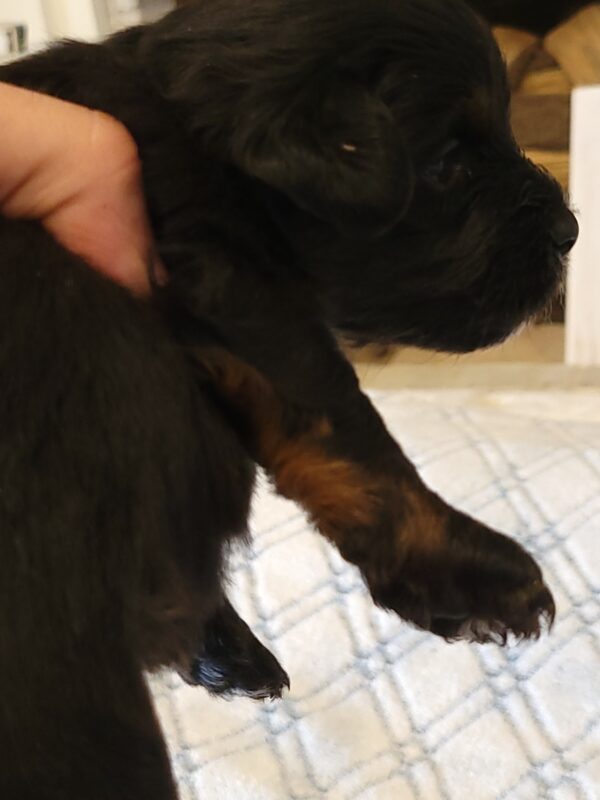 Polly's Male #4 Born 4/1/25 $2275 - Image 19
