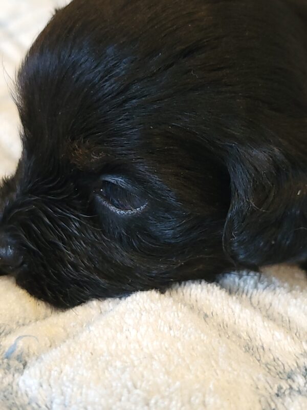 Polly's Male #4 Born 4/1/25 $2275 - Image 20