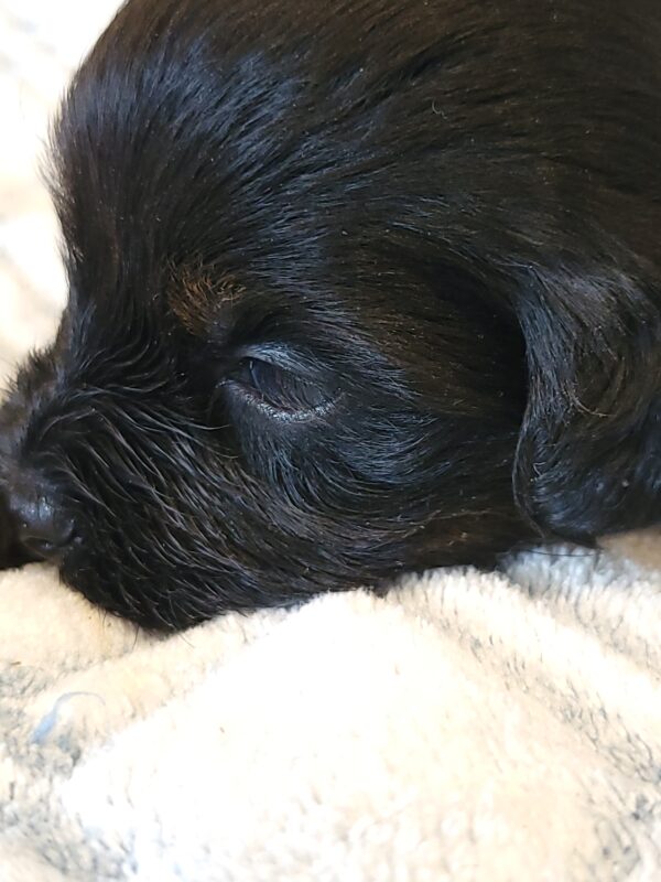 Polly's Male #4 Born 4/1/25 $2275 - Image 21