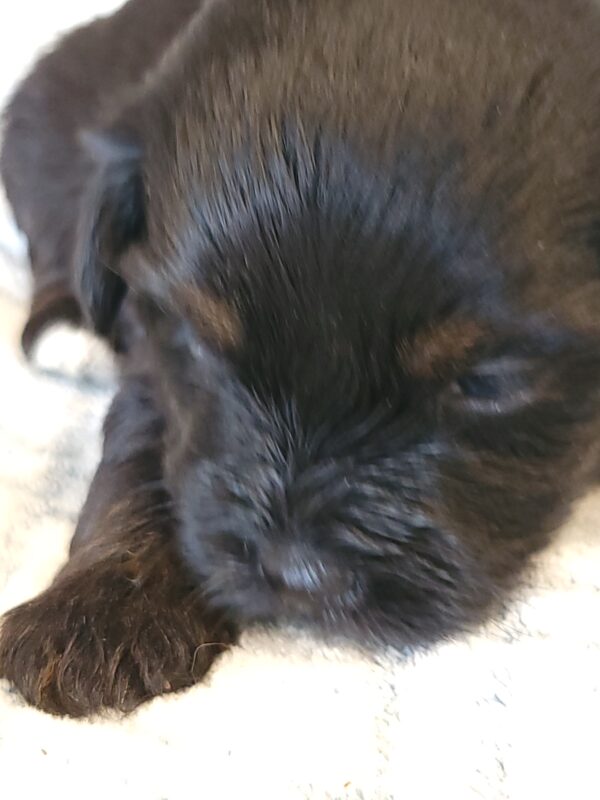 Polly's Male #4 Born 4/1/25 $2275 - Image 22