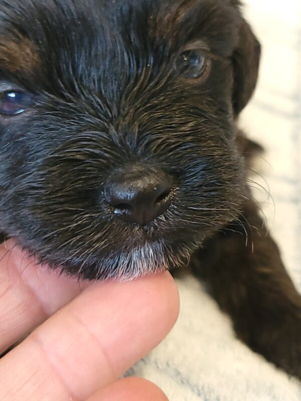 Polly's Male #4 Born 4/1/25 $2275 - Image 23
