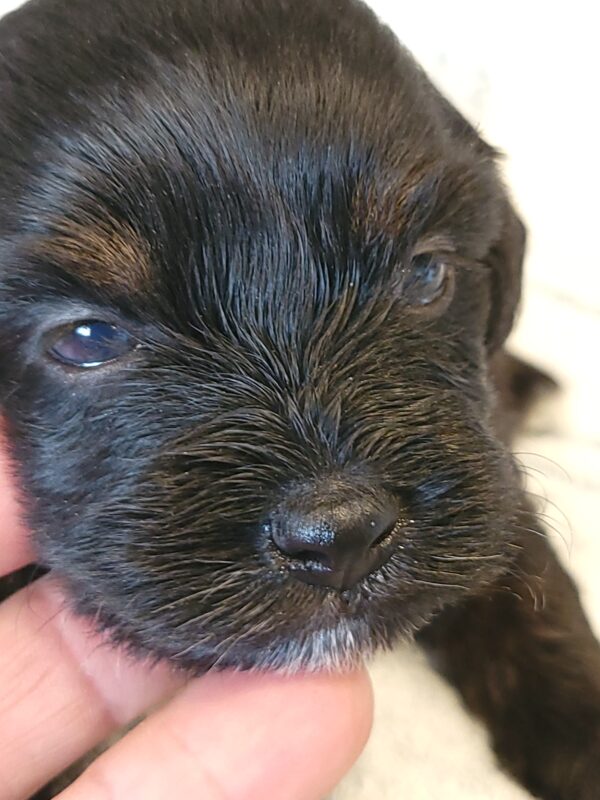 Polly's Male #4 Born 4/1/25 $2275 - Image 24