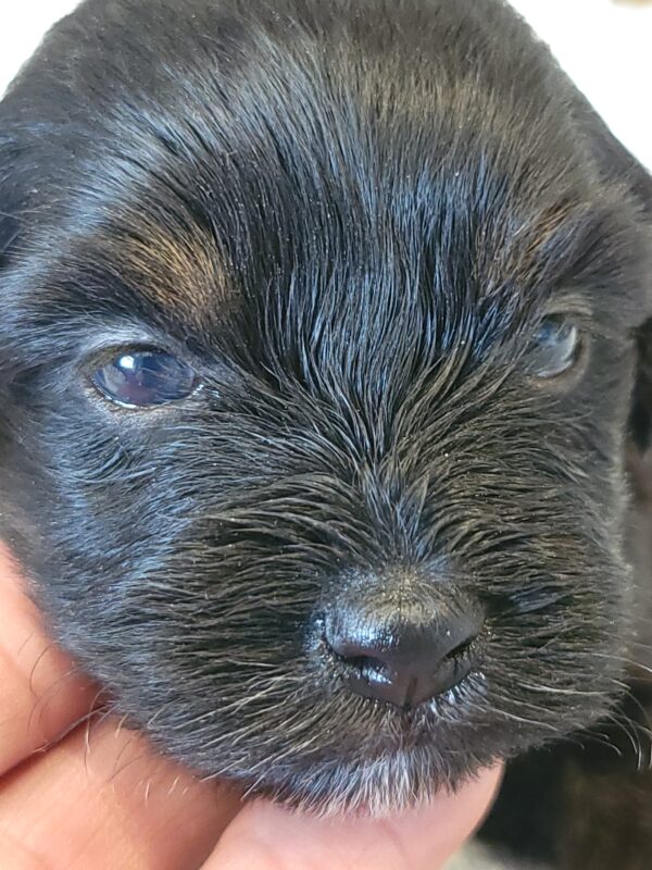 Polly's Male #4 Born 4/1/25 $2275 - Image 25