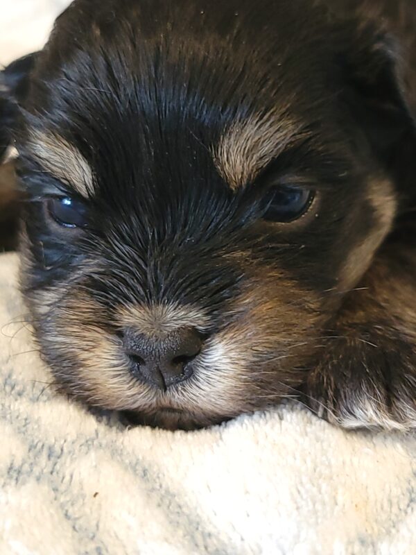 Polly's Male #3 Born 4/1/25 $2275 - Image 2