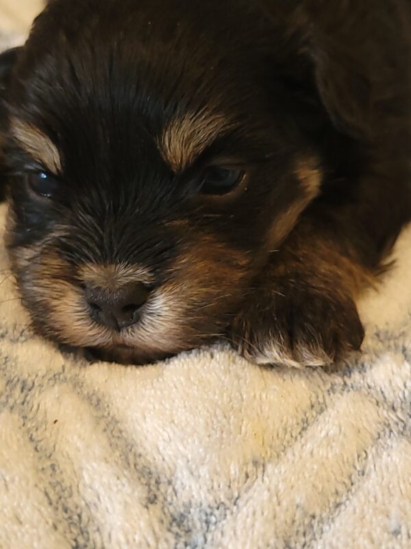 Polly's Male #3 Born 4/1/25 $2275 - Image 3