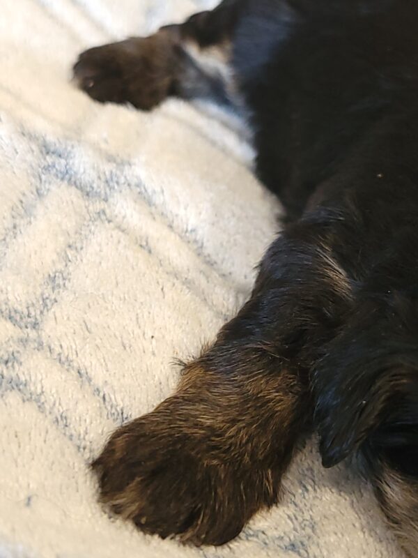 Polly's Male #3 Born 4/1/25 $2275 - Image 4