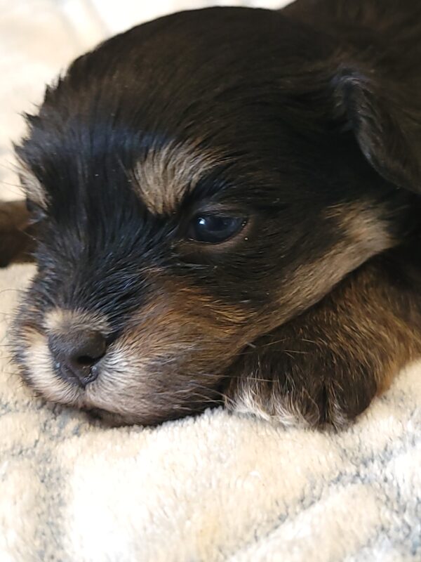 Polly's Male #3 Born 4/1/25 $2275 - Image 6