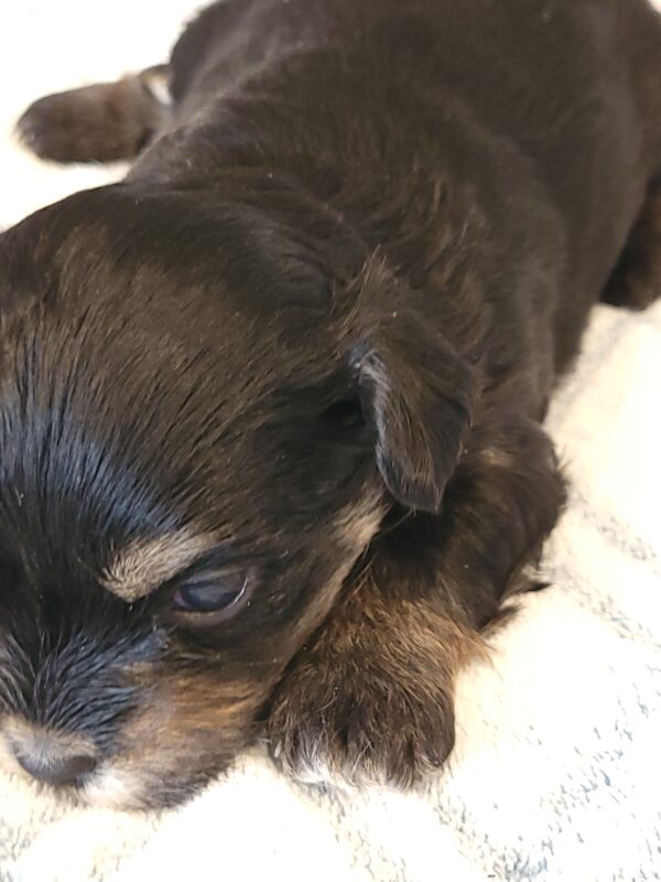 Polly's Male #3 Born 4/1/25 $2275 - Image 7