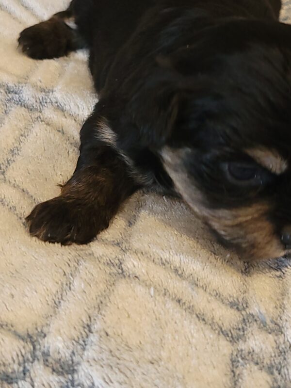 Polly's Male #3 Born 4/1/25 $2275 - Image 8