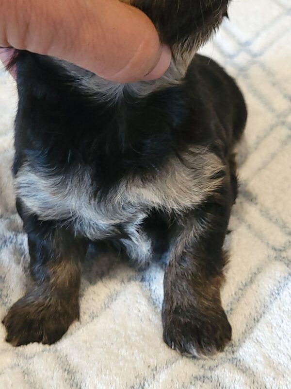 Polly's Male #3 Born 4/1/25 $2275 - Image 9