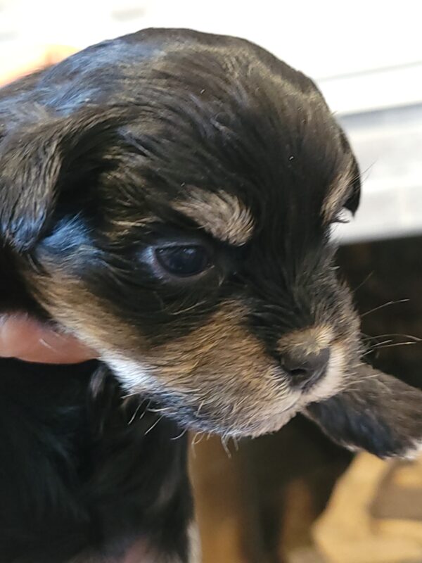 Polly's Male #3 Born 4/1/25 $2275 - Image 10