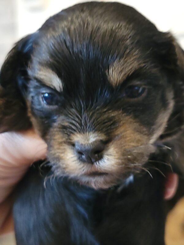 Polly's Male #3 Born 4/1/25 $2275 - Image 11