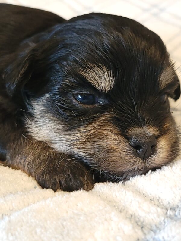 Polly's Male #3 Born 4/1/25 $2275