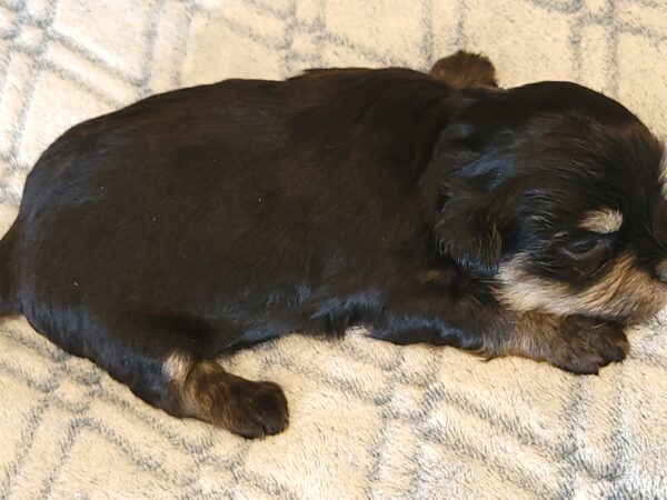 Polly's Male #3 Born 4/1/25 $2275 - Image 13