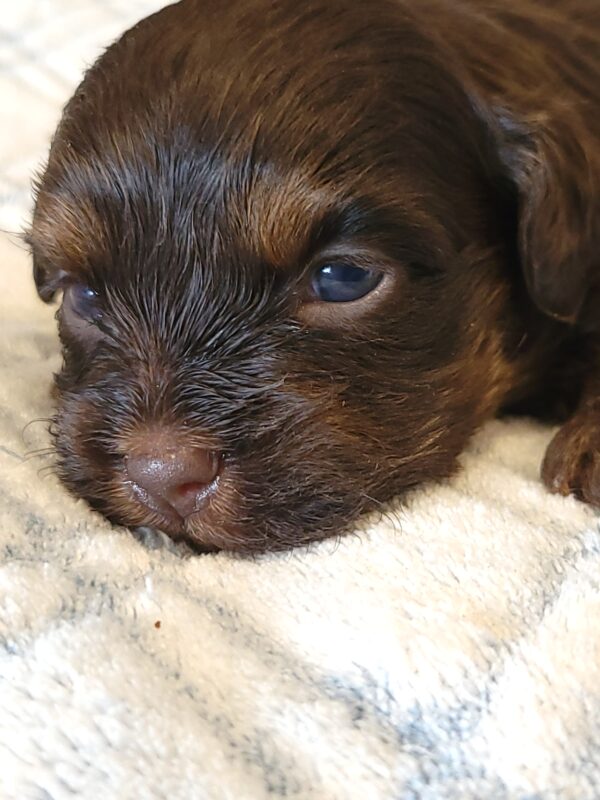Polly's Male #2 Born 4/1/25 $2275 - Image 2