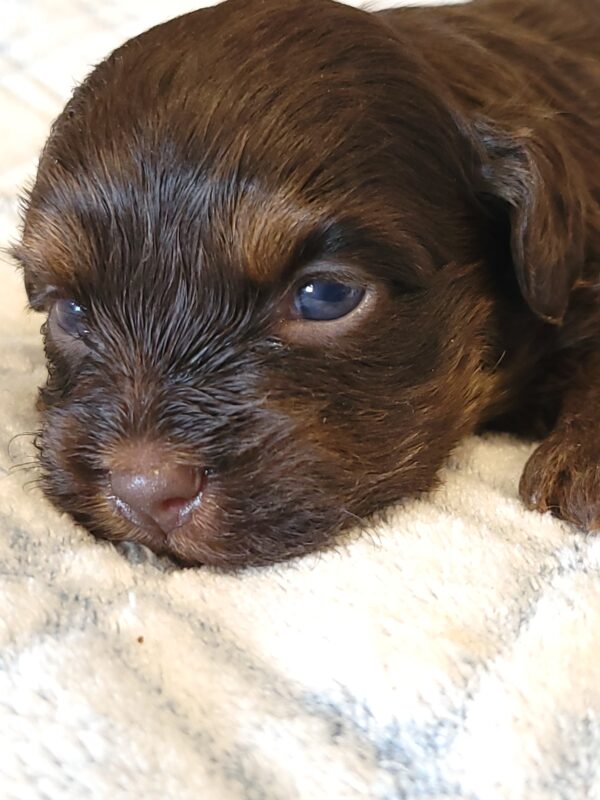 Polly's Male #2 Born 4/1/25 $2275 - Image 3