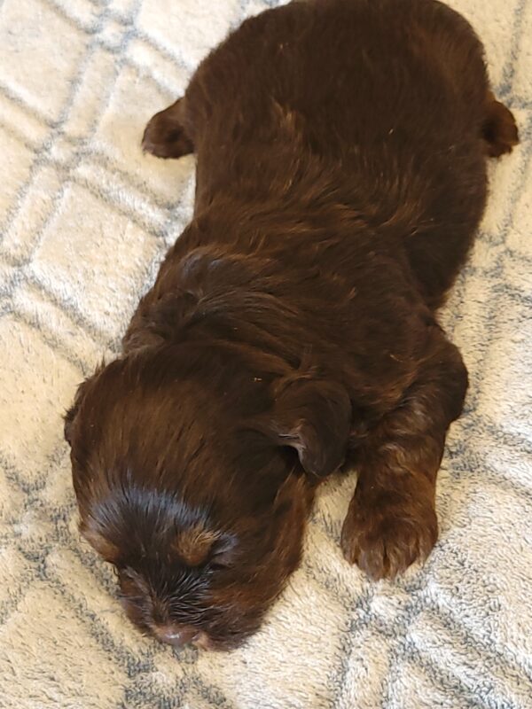 Polly's Male #2 Born 4/1/25 $2275 - Image 4