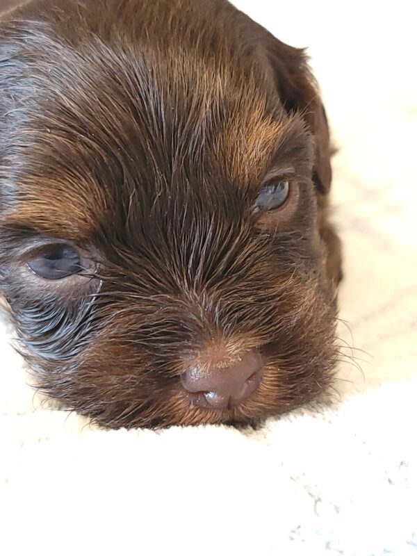 Polly's Male #2 Born 4/1/25 $2275 - Image 7