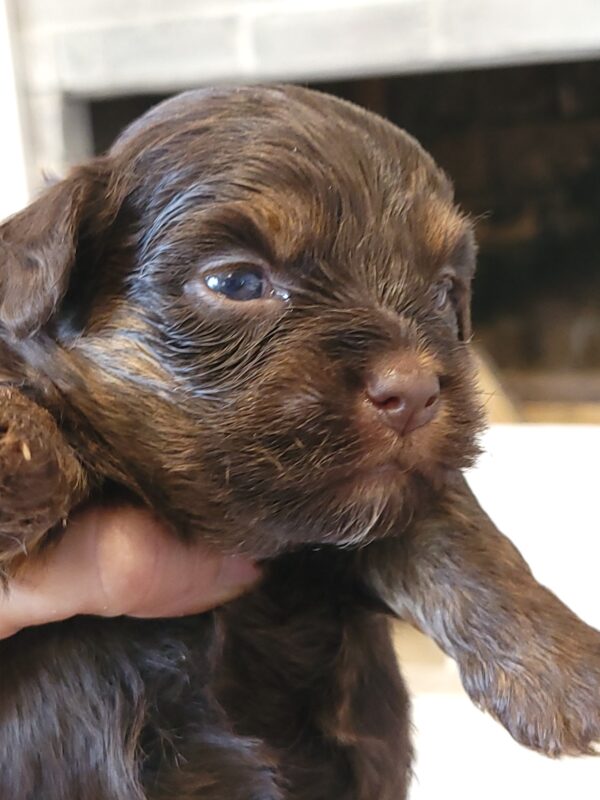 Polly's Male #2 Born 4/1/25 $2275