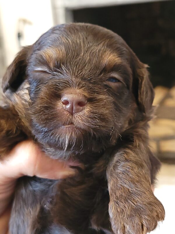 Polly's Male #2 Born 4/1/25 $2275 - Image 10
