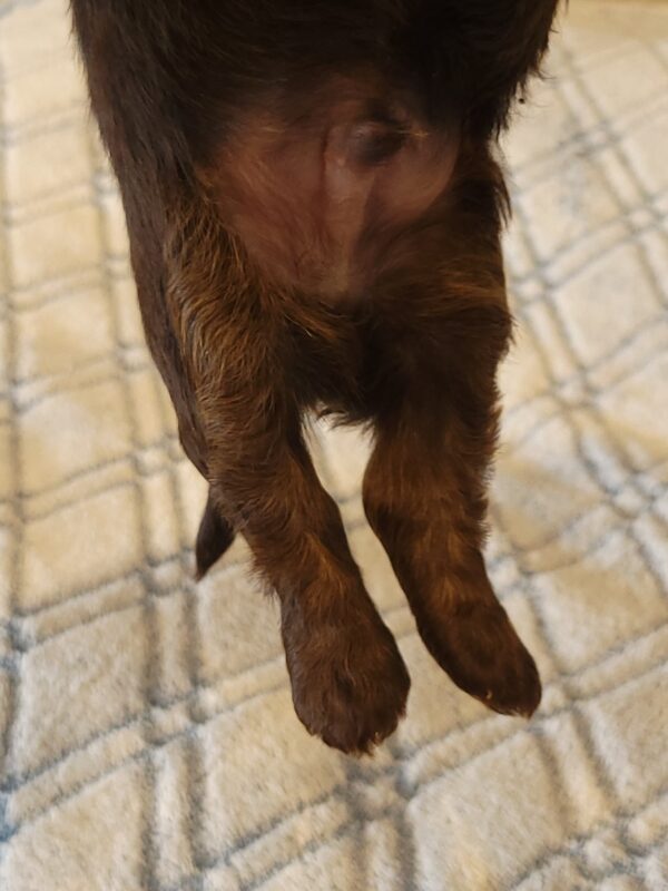 Polly's Male #2 Born 4/1/25 $2275 - Image 11
