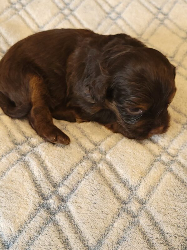 Polly's Male #2 Born 4/1/25 $2275 - Image 12