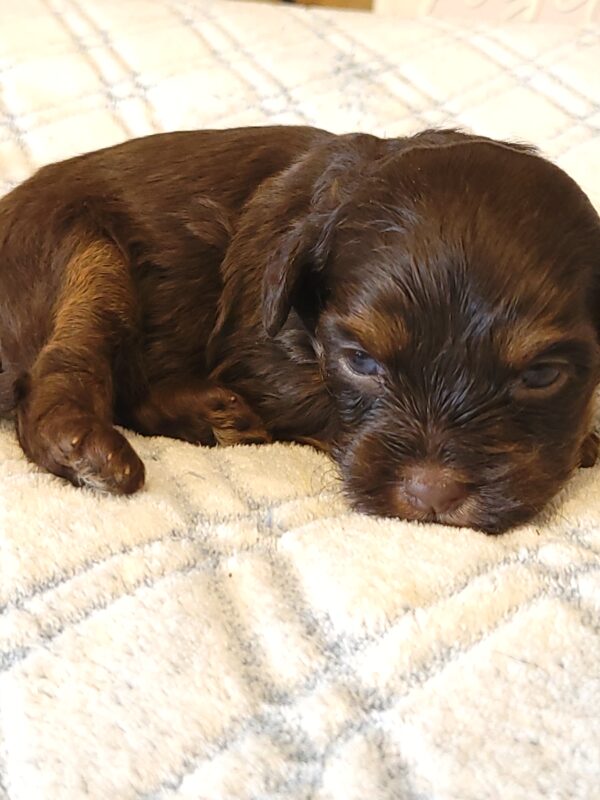 Polly's Male #2 Born 4/1/25 $2275 - Image 13