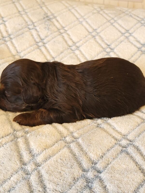 Polly's Male #2 Born 4/1/25 $2275 - Image 14