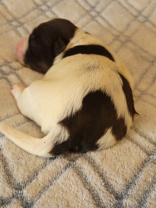 Penny's Male #2 Born 3/14/25 $2275 - Image 2