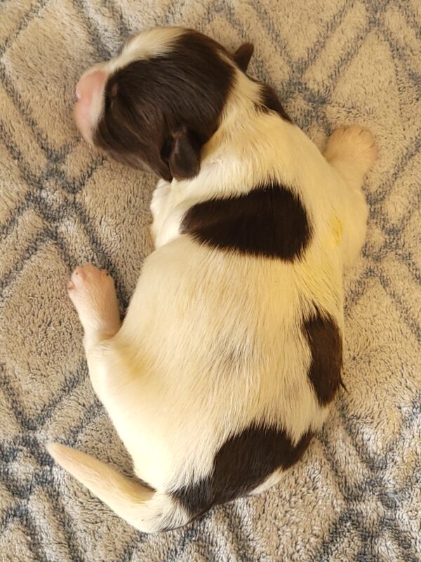 Penny's Male #2 Born 3/14/25 $2275 - Image 3