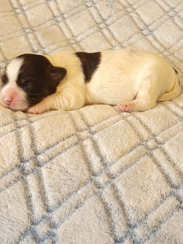 Penny's Male #2 Born 3/14/25 $2275 - Image 4