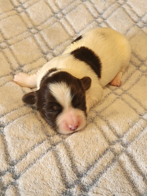 Penny's Male #2 Born 3/14/25 $2275 - Image 5
