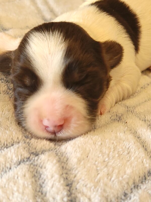 Penny's Male #2 Born 3/14/25 $2275 - Image 6