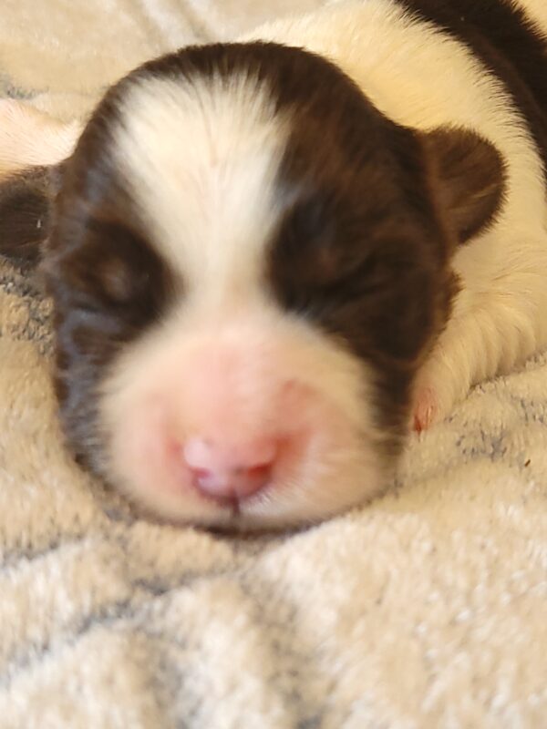 Penny's Male #2 Born 3/14/25 $2275 - Image 7