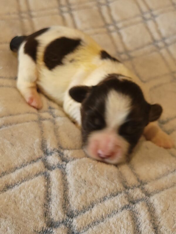 Penny's Male #2 Born 3/14/25 $2275 - Image 8