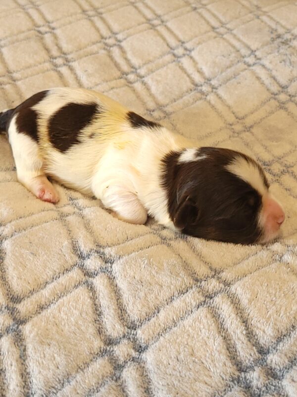 Penny's Male #2 Born 3/14/25 $2275 - Image 9