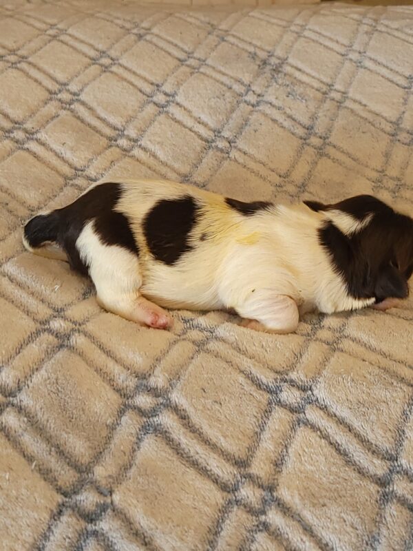 Penny's Male #2 Born 3/14/25 $2275 - Image 10